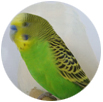 ABBO